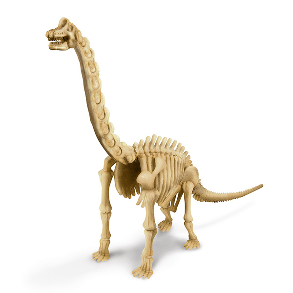 brachiosaurus fossil for sale